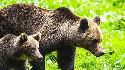Carpathian Mountains bear watching Romania