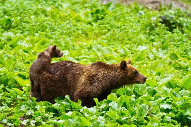 Bear cub riding on mother's back in the Carpathian forest