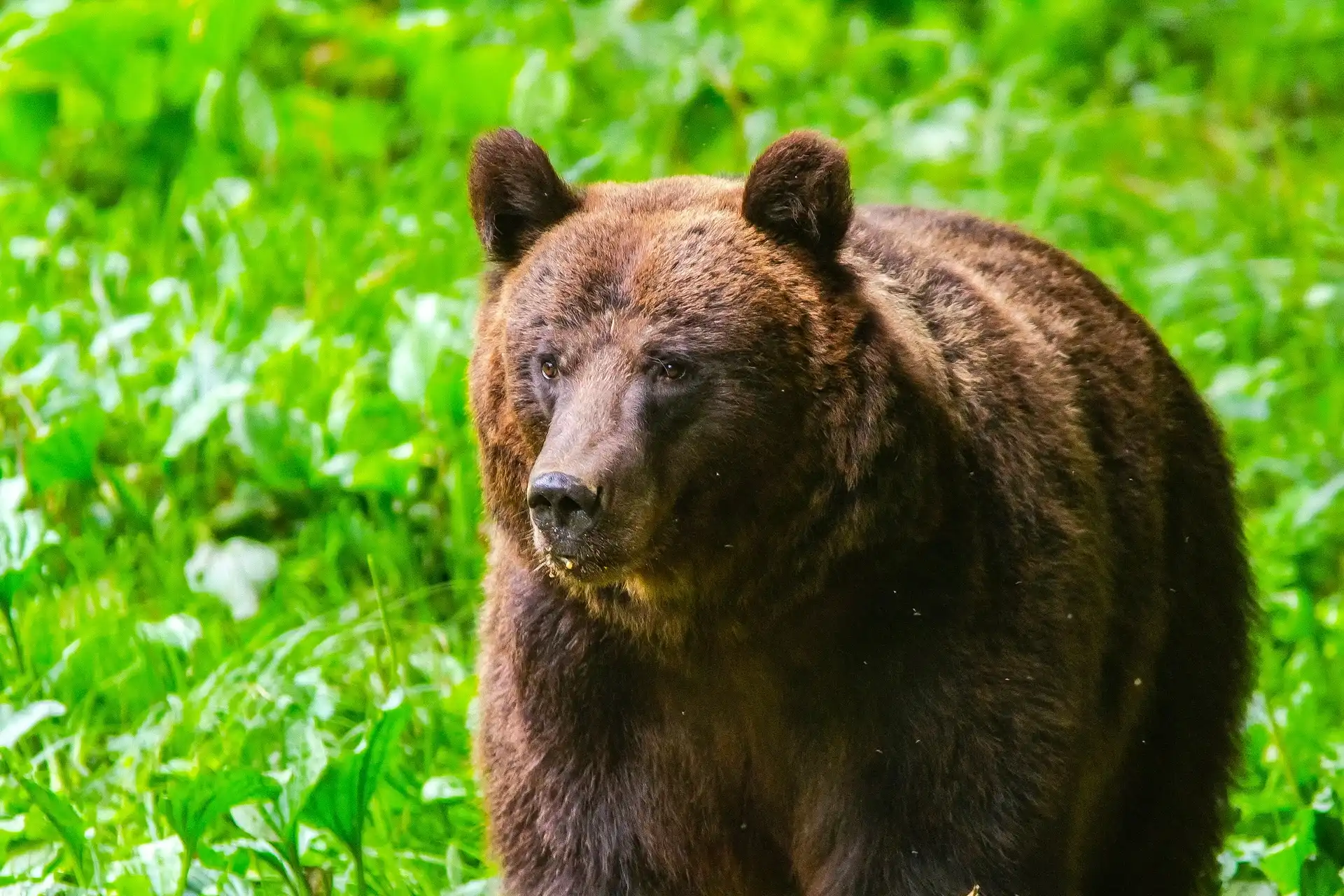 Brown bear portrait in the Carpathian Mountains — Ibis Tours bear watching Romania
