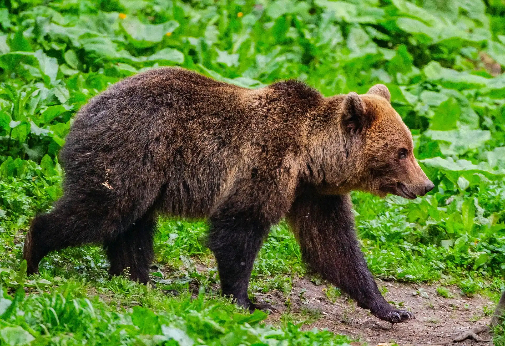 Young brown bear on a forest path in the Carpathians, Romania