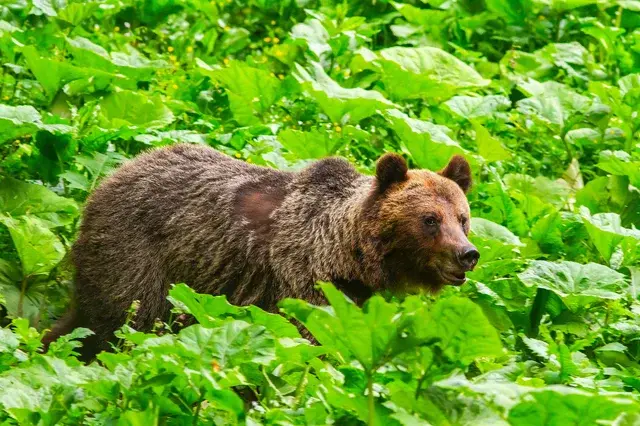 Brown bear foraging in Carpathian forest vegetation — old-growth habitat