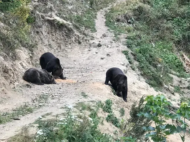 Brown bears foraging in natural Carpathian forest setting — viewed from a hide
