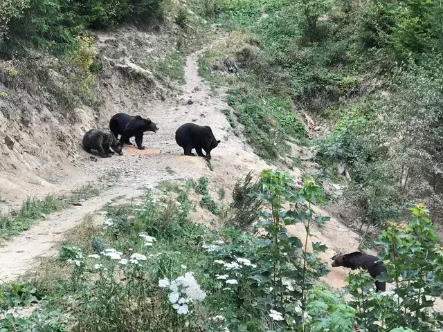 Expert-Led Bird-watching & Bear-watching Tour in Romania