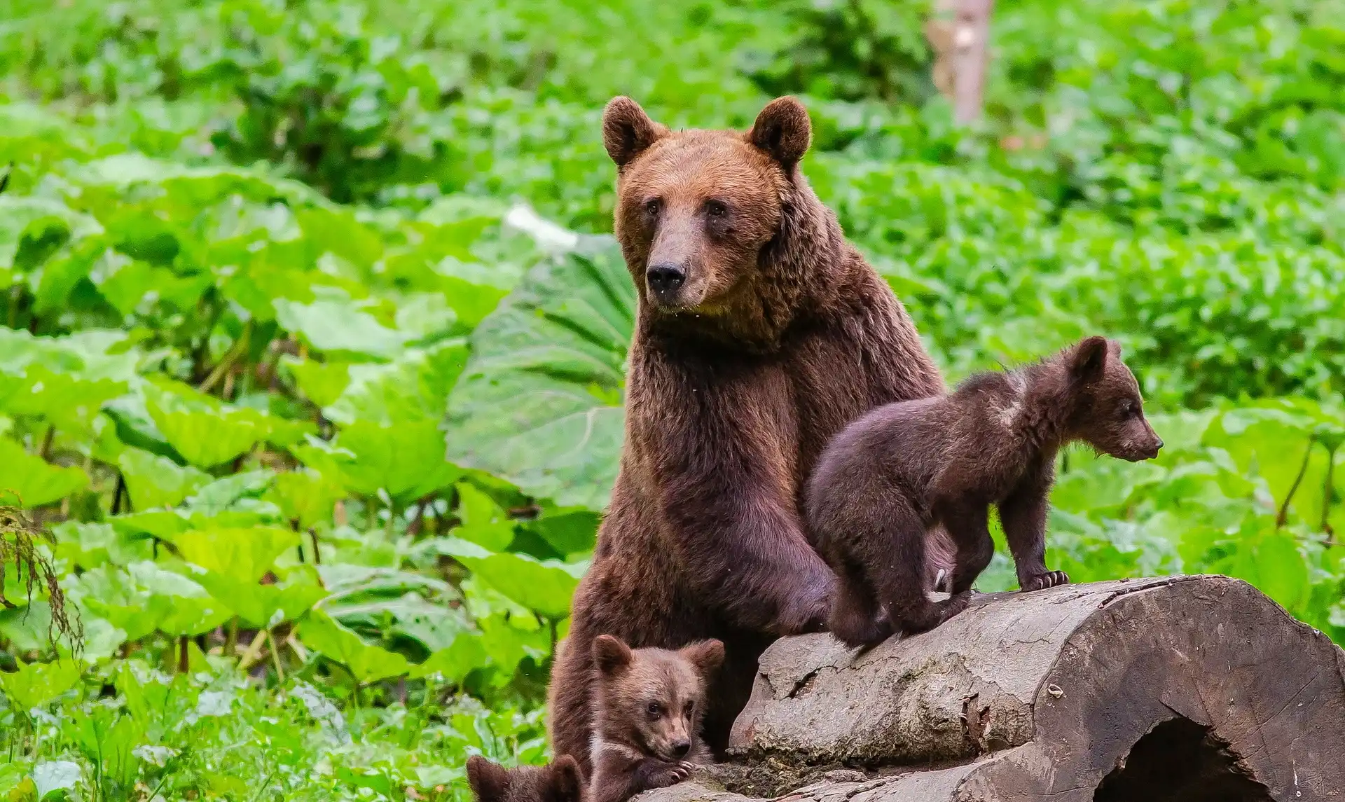 Mother brown bear with two cubs on a log in Carpathian forest, Romania