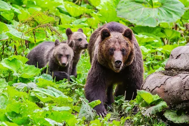 Ursoaica cu pui in vegetatie padure Romania