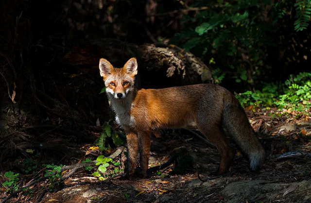 Red Fox in the Carpathian forest — Romania's mountain wildlife