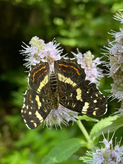Aglais urticae Small Tortoiseshell butterfly, one of the most common butterflies in Romania