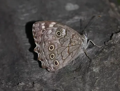 Apatura metis Freyer's Purple Emperor butterfly, a strictly protected species of the Danube Delta floodplain forests