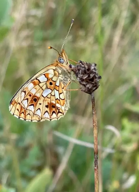 Araschnia levana Map Butterfly, a species found across Romania in forest clearings