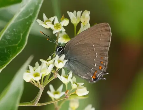 Hipparchia grayling butterfly on limestone, Dobrogea steppe habitat