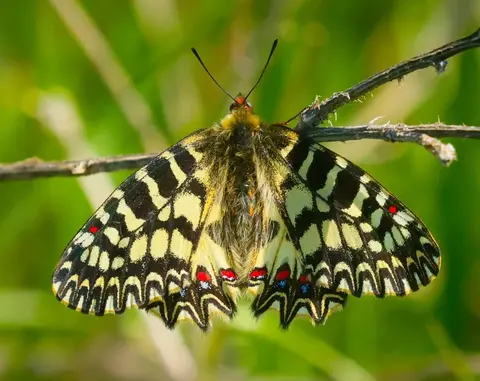 Lycaena copper butterfly near water plants in the Danube Delta wetlands