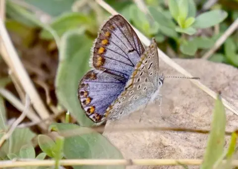 Maniola jurtina Meadow Brown butterfly resting on grass, common in Romanian meadows
