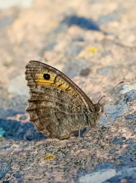 Melitaea fritillary butterfly on alpine flower, Romanian Carpathians