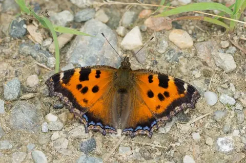 Plebeius blue butterfly, a characteristic species of Romanian mountain habitats
