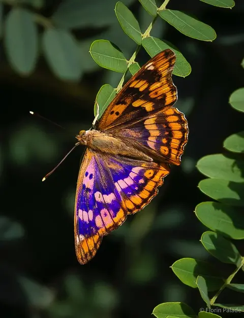 Zerynthia polyxena Southern Festoon butterfly, a protected species found in Dobrogea and southeastern Romania
