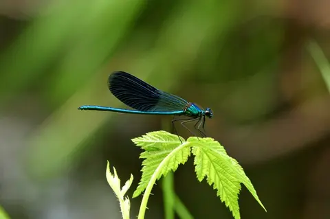 Banded Demoiselle (Calopteryx splendens) — Danube Delta