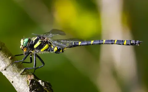 Cordulegaster bidentata — Sombre Goldenring on a Carpathian forest stream