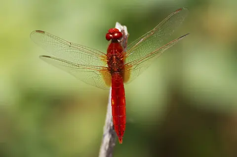 Crocothemis erythraea — Scarlet Darter dragonfly on coastal vegetation, Dobrogea