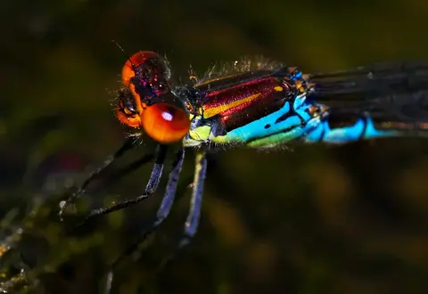 Erythromma viridulum — Small Red-eyed Damselfly on aquatic vegetation, Danube Delta