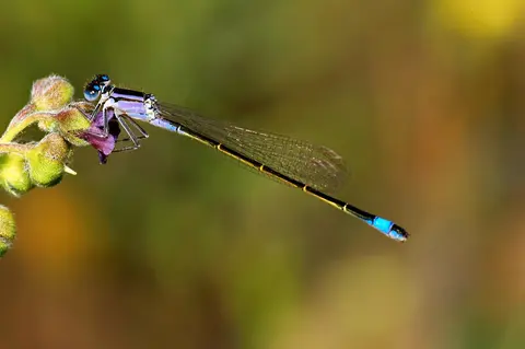 Ischnura elegans — Blue-tailed Damselfly perched on reed, Danube Delta Romania