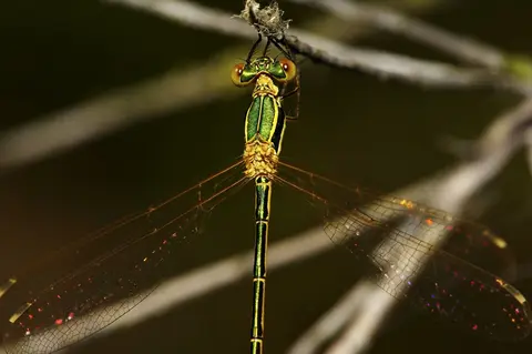 Lestes barbarus — Migrant Spreadwing in coastal wetland, Dobrogea Romania