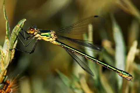 Lestes dryas — Scarce Spreadwing damselfly in alpine habitat, Romania