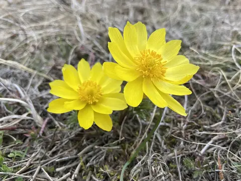 Adonis vernalis yellow flowers on dry grassland