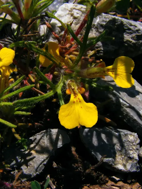 Ajuga chamaepitys yellow-flowered on dry steppe
