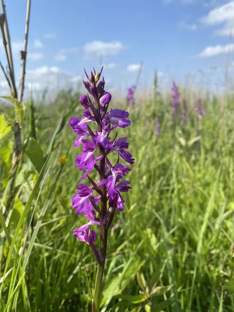 Anacamptis palustris subsp. elegans orchid in wet meadow