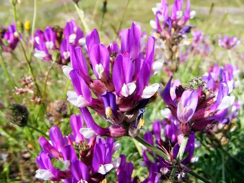 Astragalus versicarius on dry coastal slope