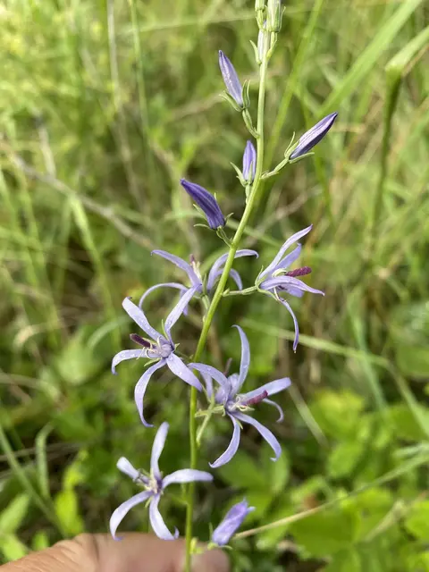 Asyneuma anthericoides on dry grassland