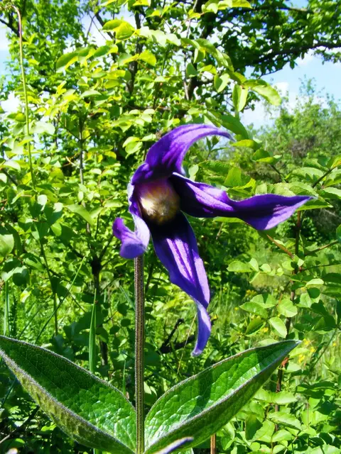 Clematis integrifolia blue nodding flower