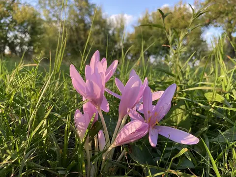 Colchicum autumnale lilac flowers