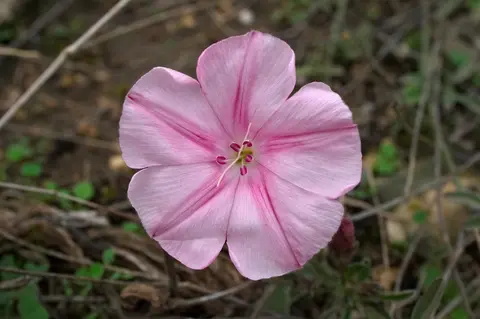 Convolvulus cantabricus pink flowers on steppe