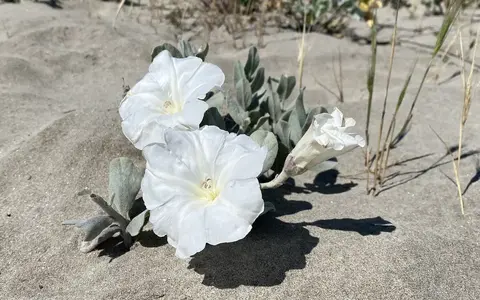 Convolvulus persicus — white flowers on coastal sand
