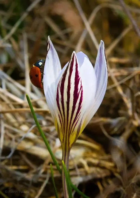 Crocus danubiale purple endemic crocus