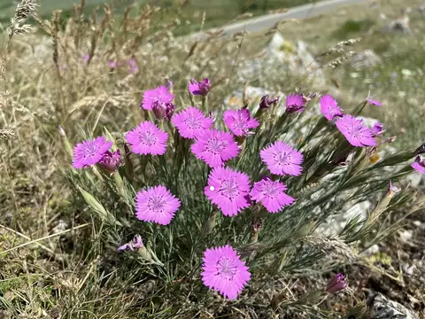 Dianthus nardiformis — pink carnation on rocky steppe