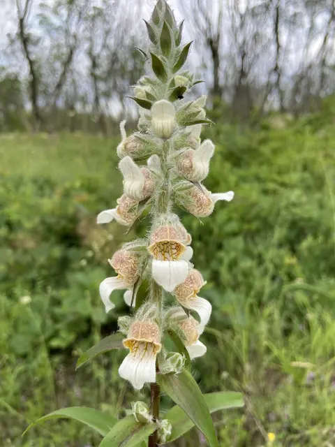 Digitalis lanata cream foxglove flowers