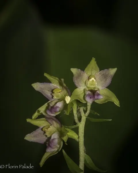 Epipactis guegelli helleborine orchid