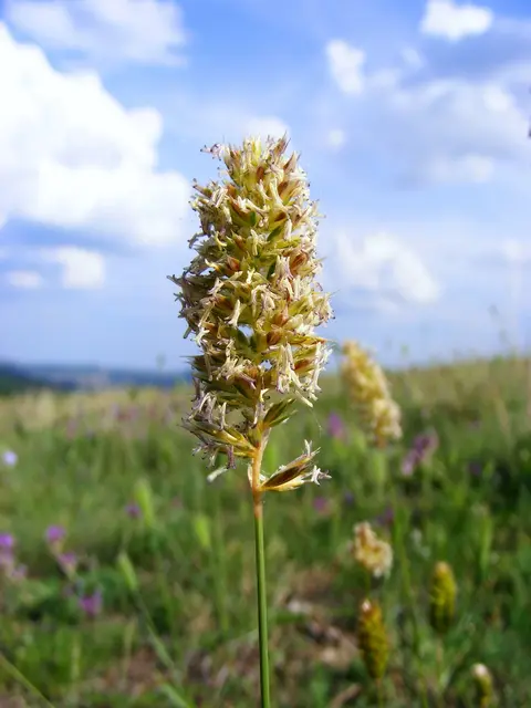 Koeleria lobata grass inflorescence on steppe