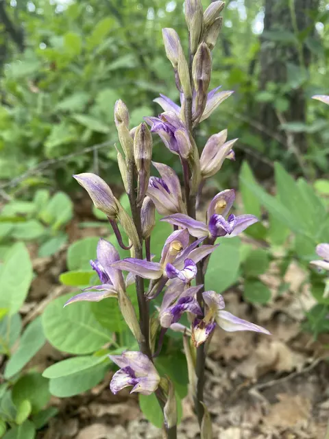 Limodorum abortivum — violet ghost orchid in shade
