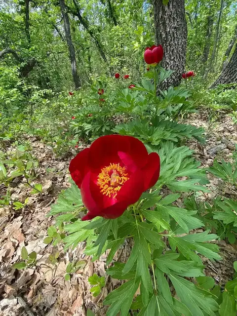 Paeonia peregrina — wild red peony in oak forest