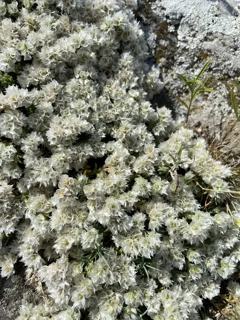Paronichia cephalotes low mat on limestone rock