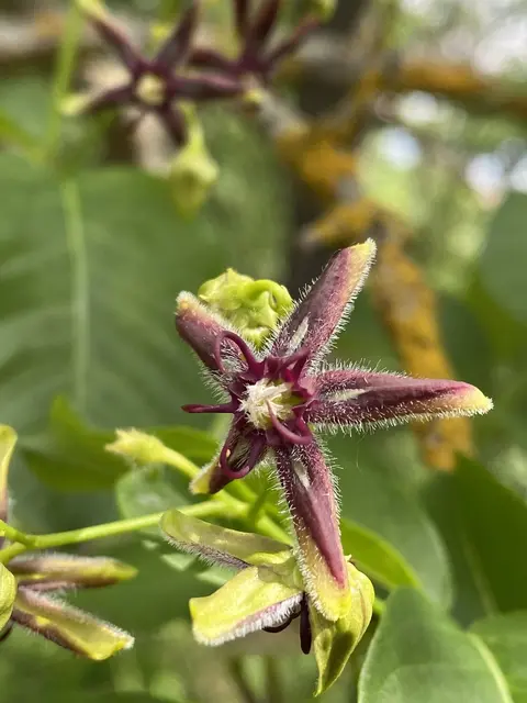 Periploca graeca — silk vine twining on shrubs