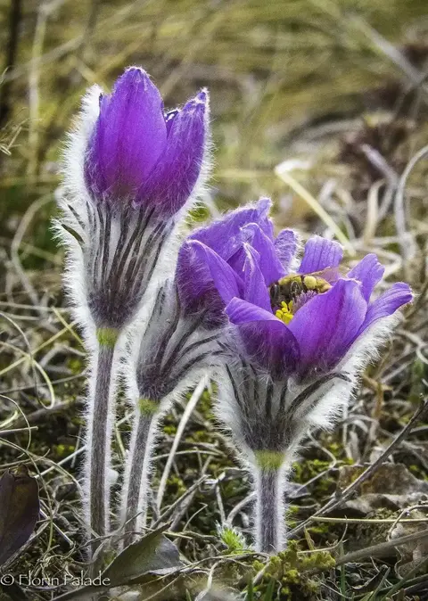 Pulsatilla montana ssp balcana purple pasqueflower
