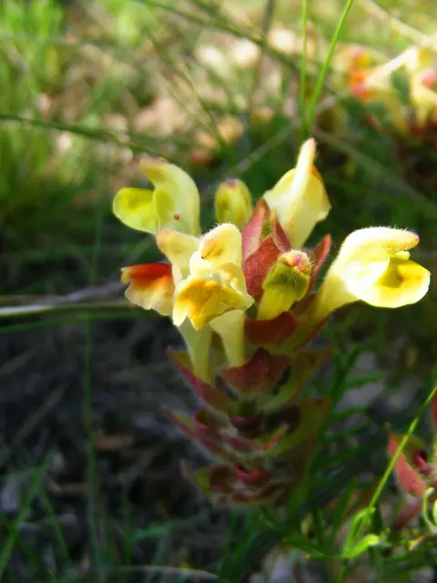 Scutellaria orientalis — yellow skullcap on rocky steppe