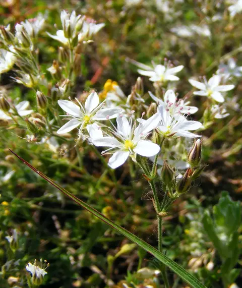 Stellaria sp. white star-shaped flowers