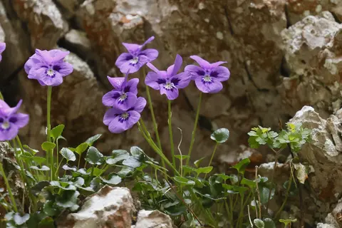 Viola sp. purple flowers on limestone