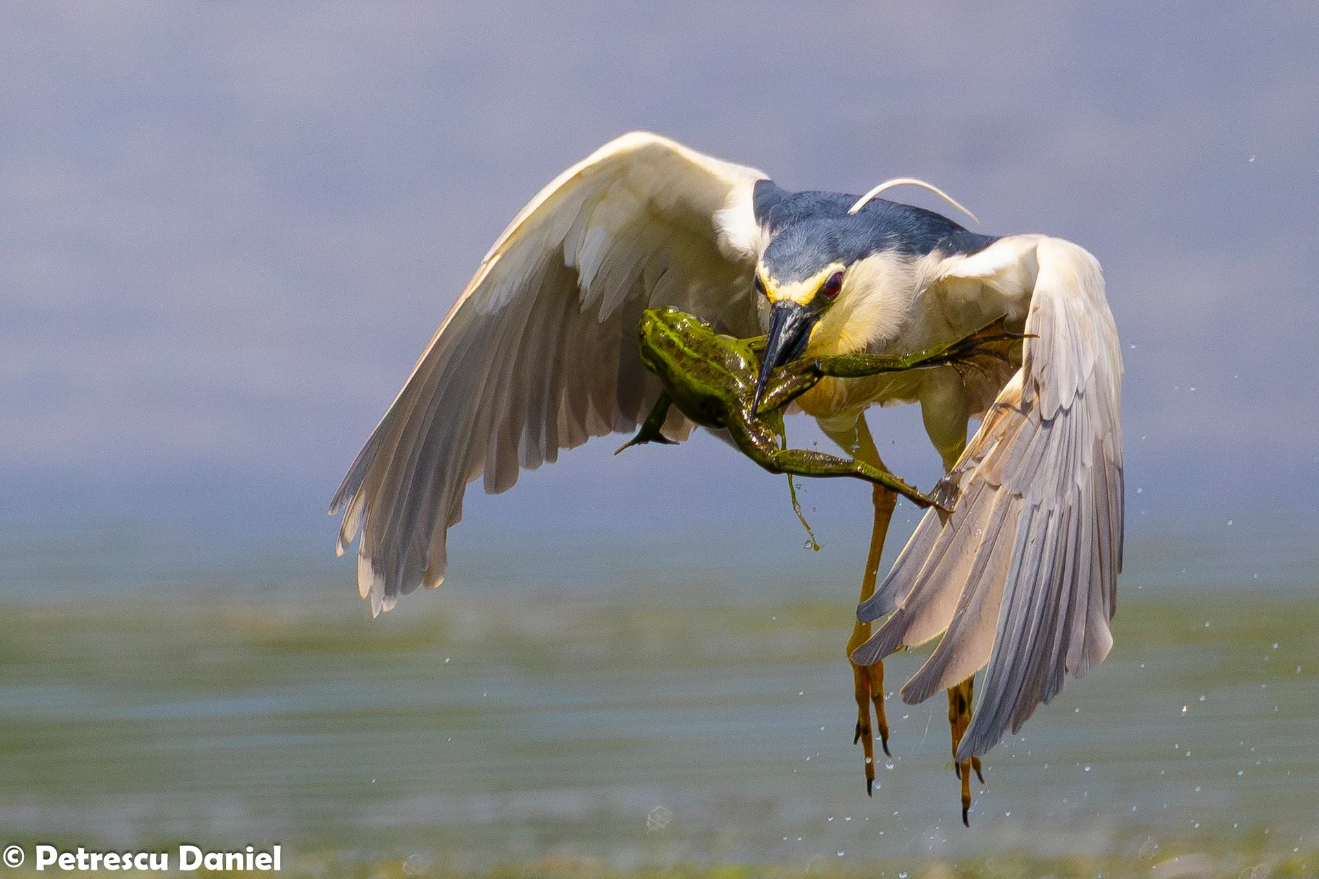 Night Heron in the Danube Delta