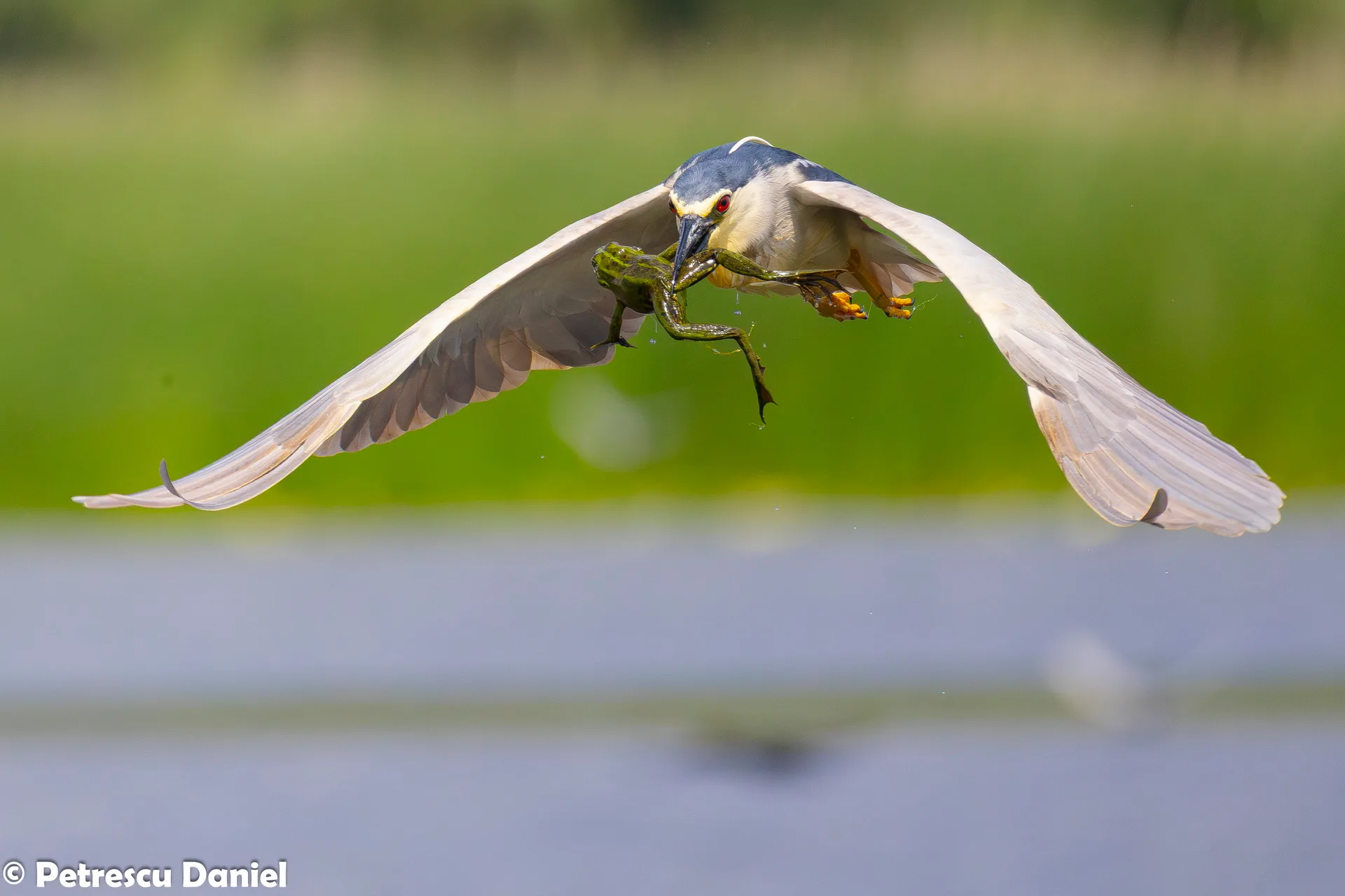 Black-crowned Night Heron roosting — Danube Delta